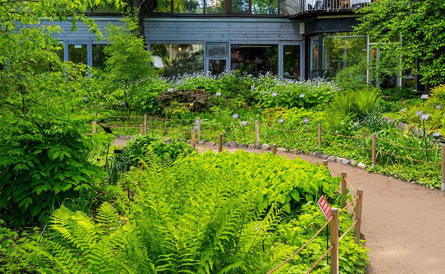 Apothecary Garden, Russia